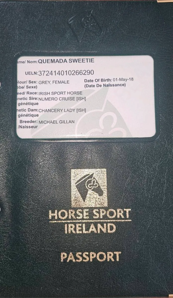 Irish Sport Horse Mare - Image 2