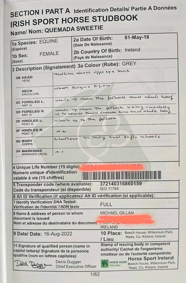 Irish Sport Horse Mare - Image 3