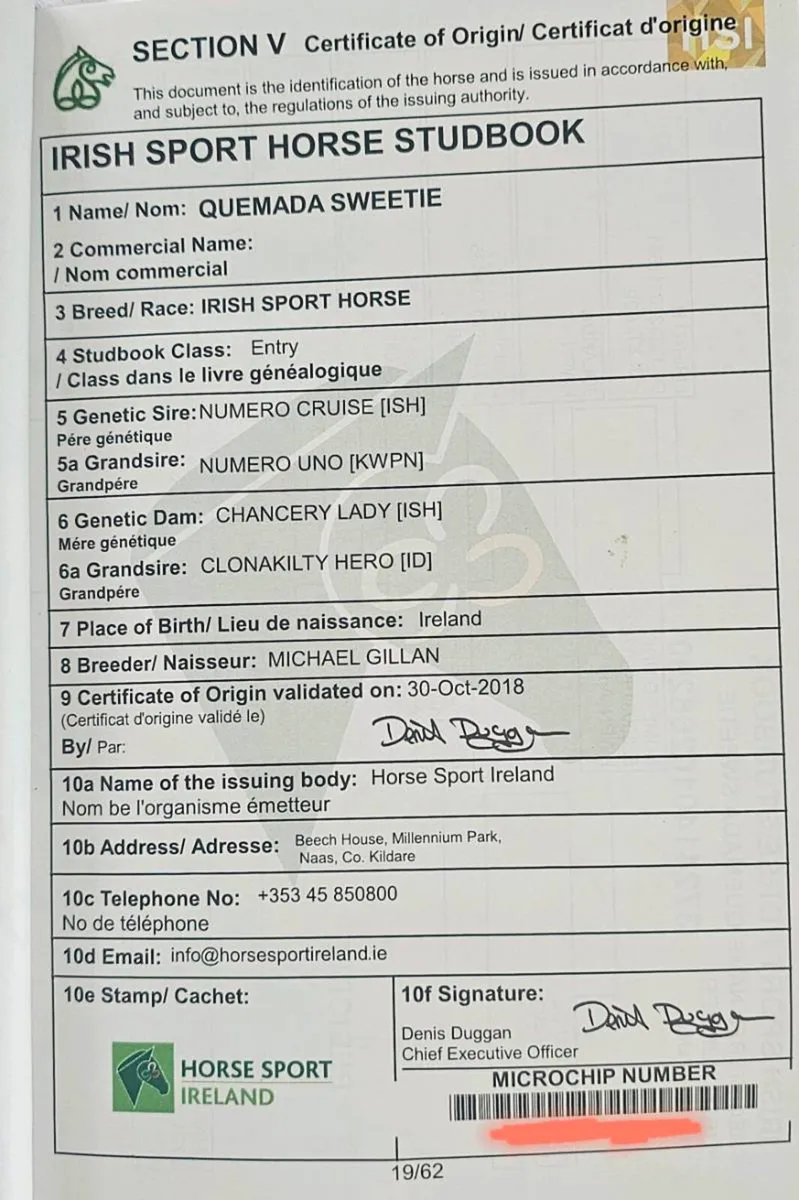 Irish Sport Horse Mare - Image 4