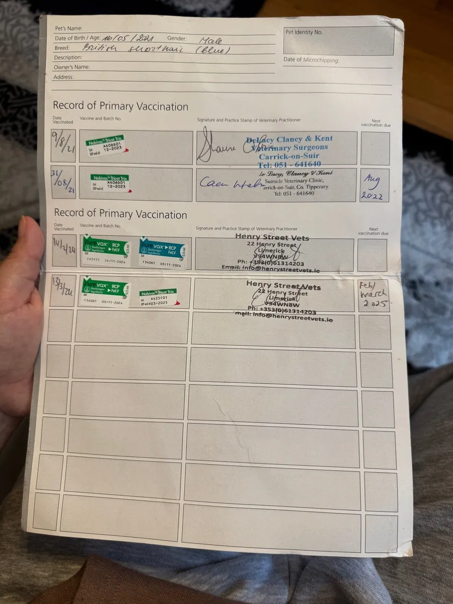 Cat for sale €500 - Image 4