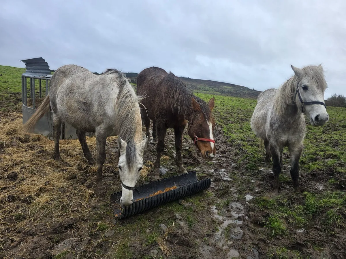 Connemara mare - Image 2