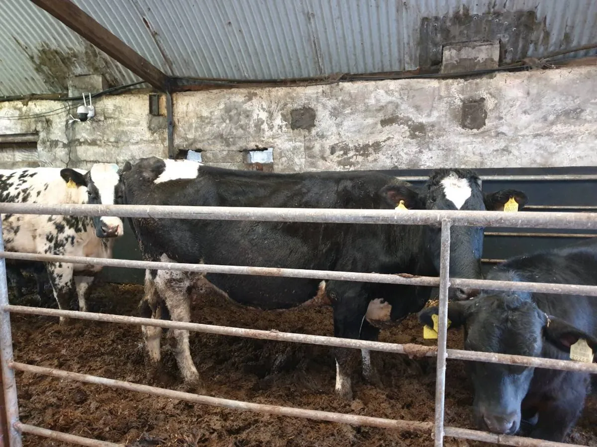 Friesland  big cow and   AA   calf at foot - Image 1