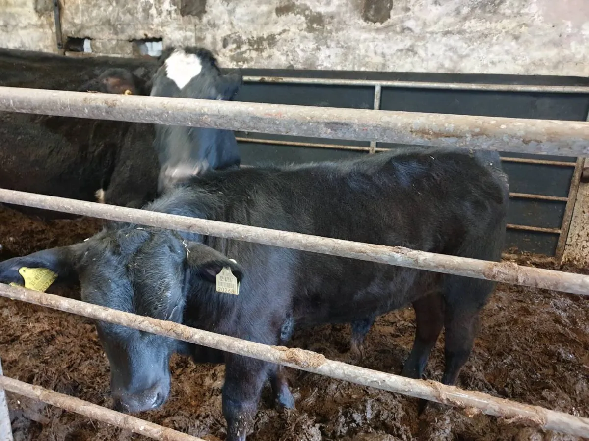 Friesland  big cow and   AA   calf at foot - Image 2