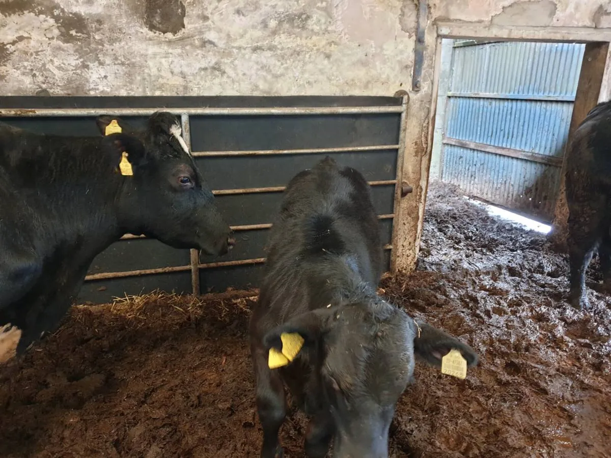 Friesland  big cow and   AA   calf at foot - Image 3