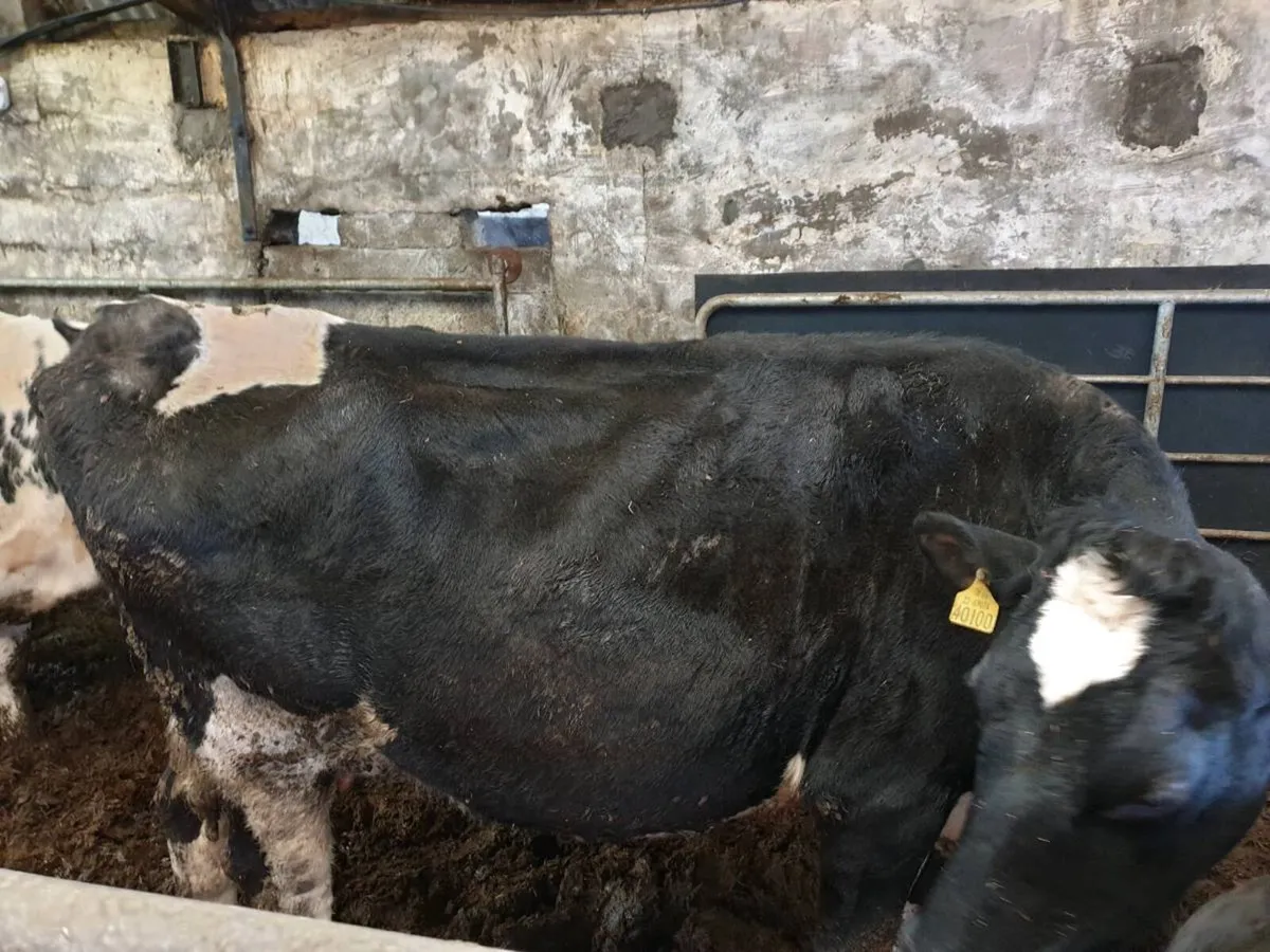 Friesland  big cow and   AA   calf at foot - Image 4