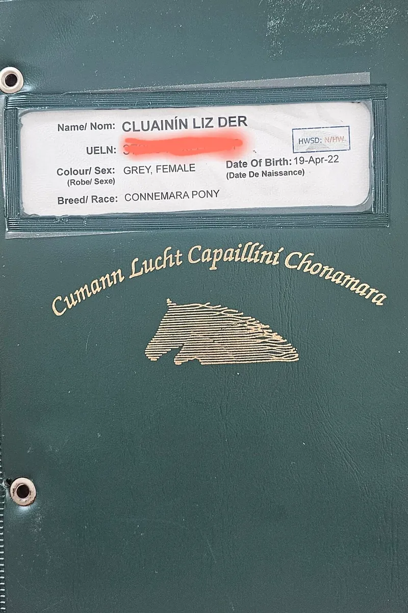 Connemara mare - Image 3