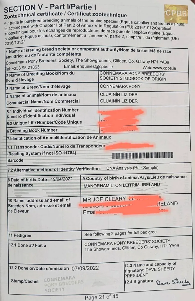 Connemara mare - Image 4