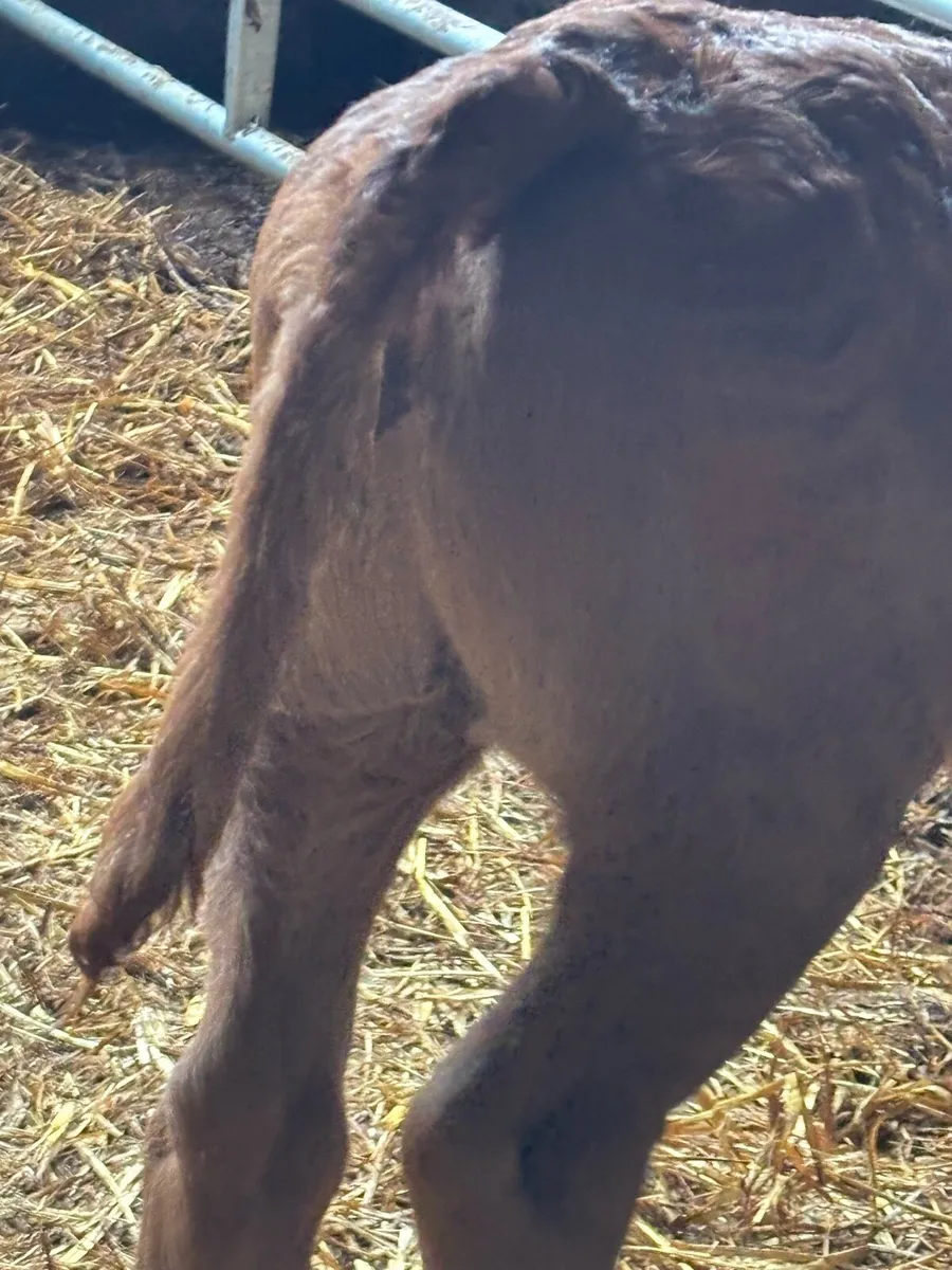 ❌Outstanding limousine Heifer❌ - Image 3