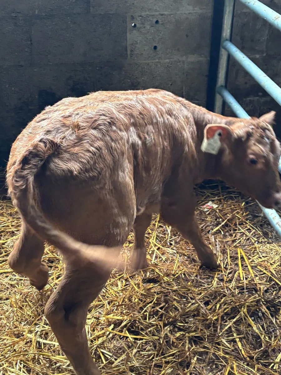❌Outstanding limousine Heifer❌ - Image 1