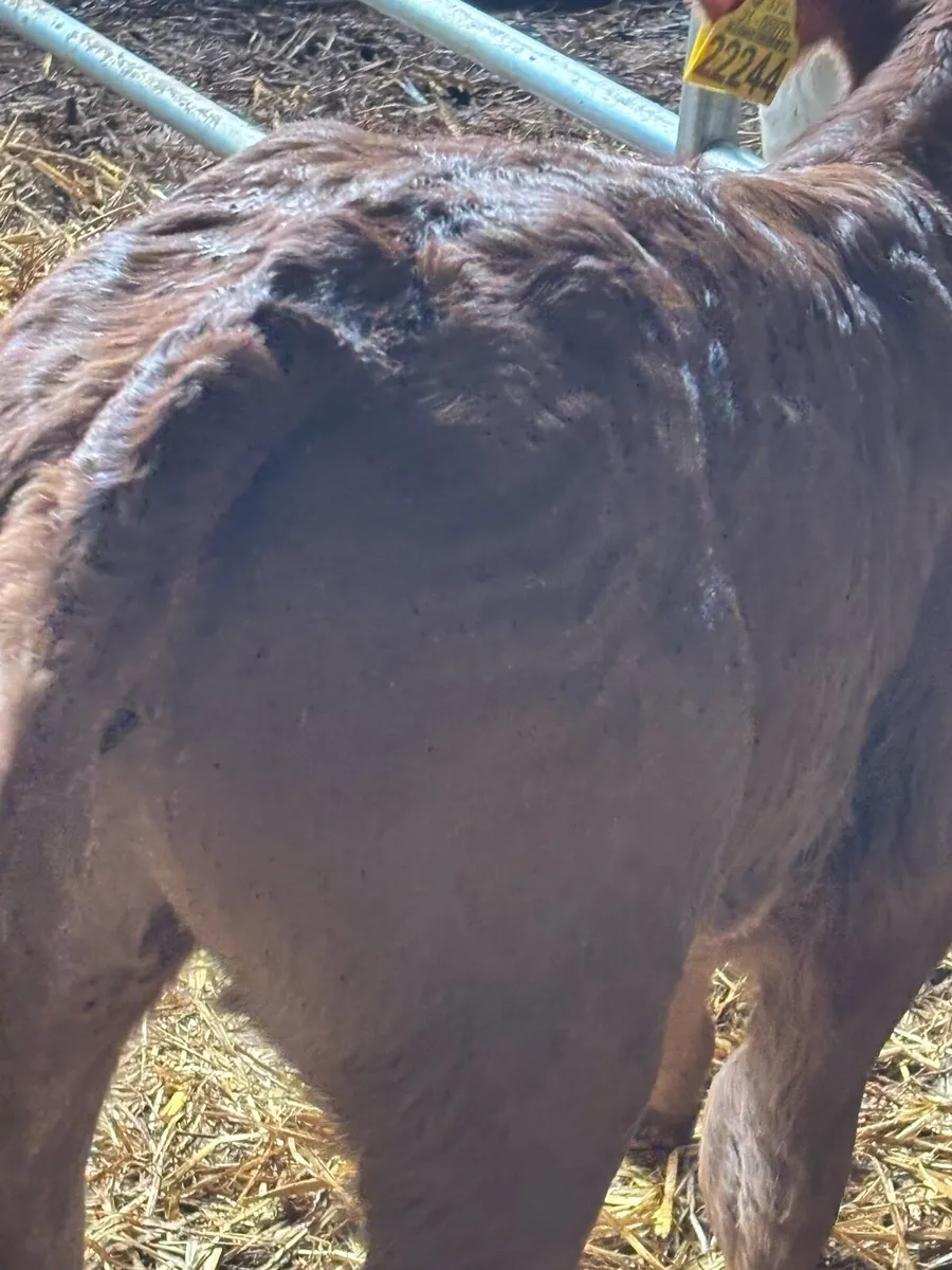 ❌Outstanding limousine Heifer❌ - Image 2