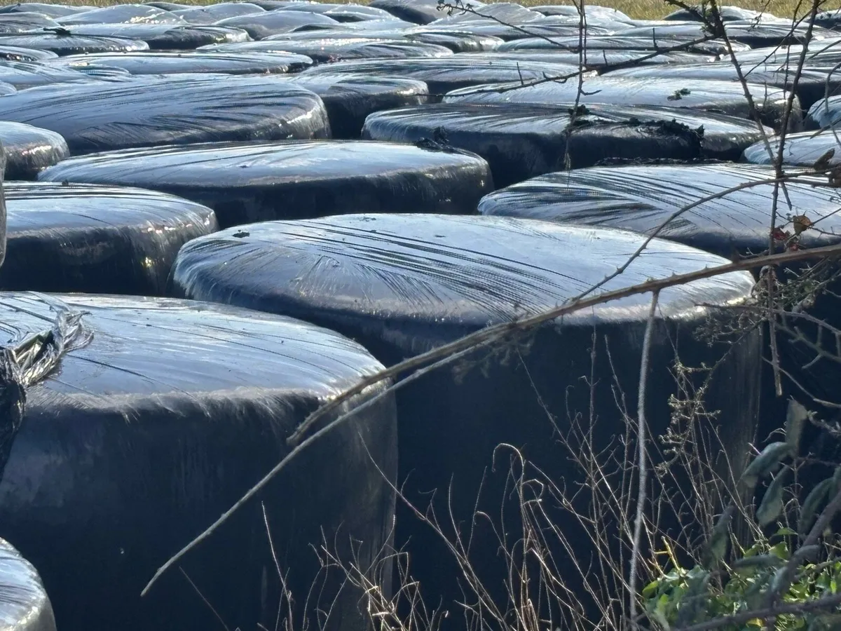 Bale Silage - Image 3