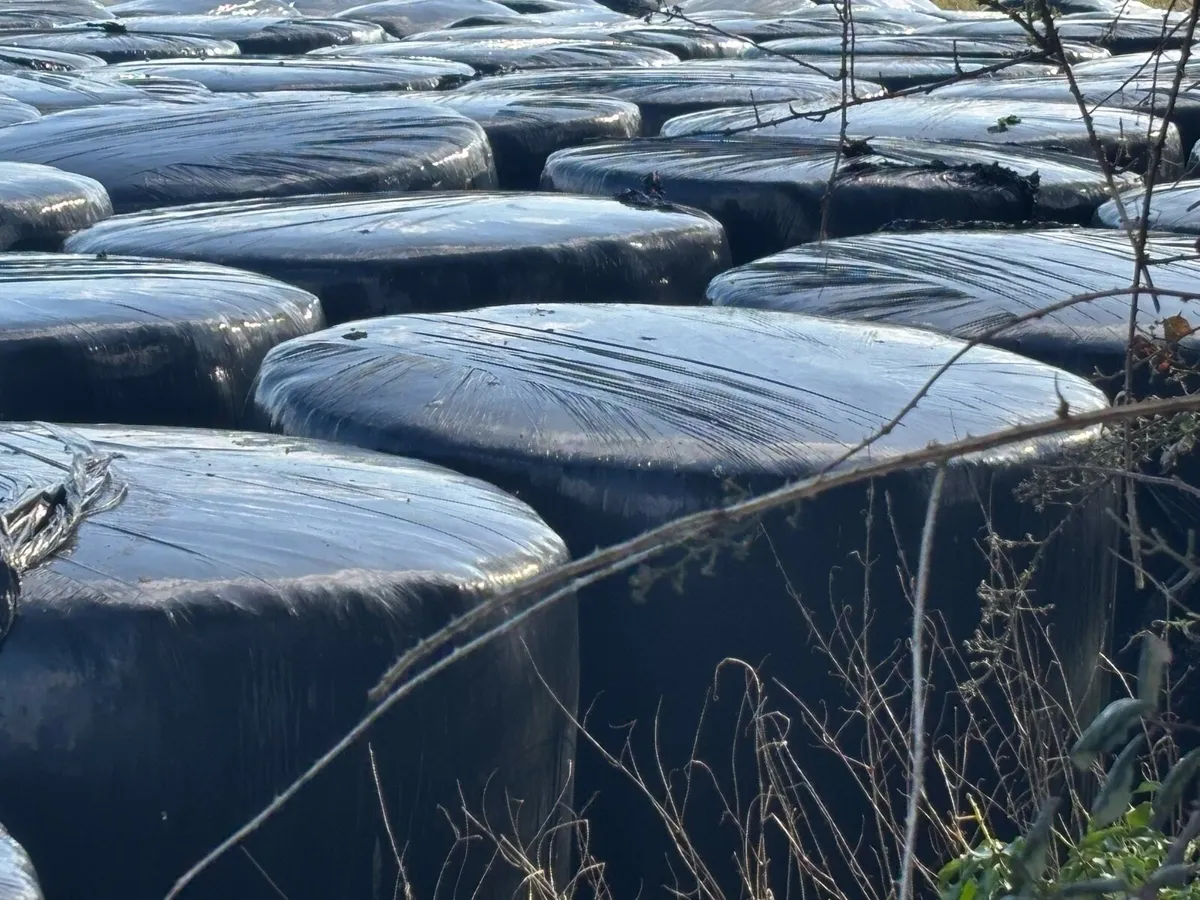 Bale Silage - Image 4