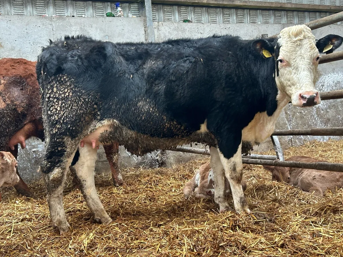 First calved heifer and heifer calf - Image 1