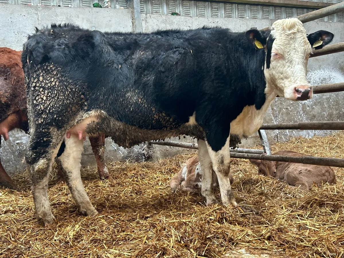 First calved heifer and heifer calf - Image 2