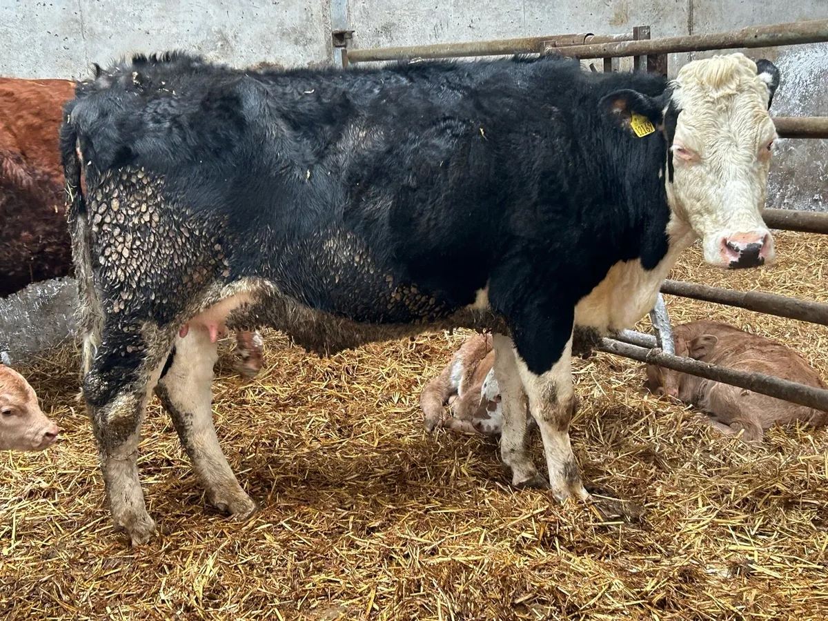 First calved heifer and heifer calf - Image 3