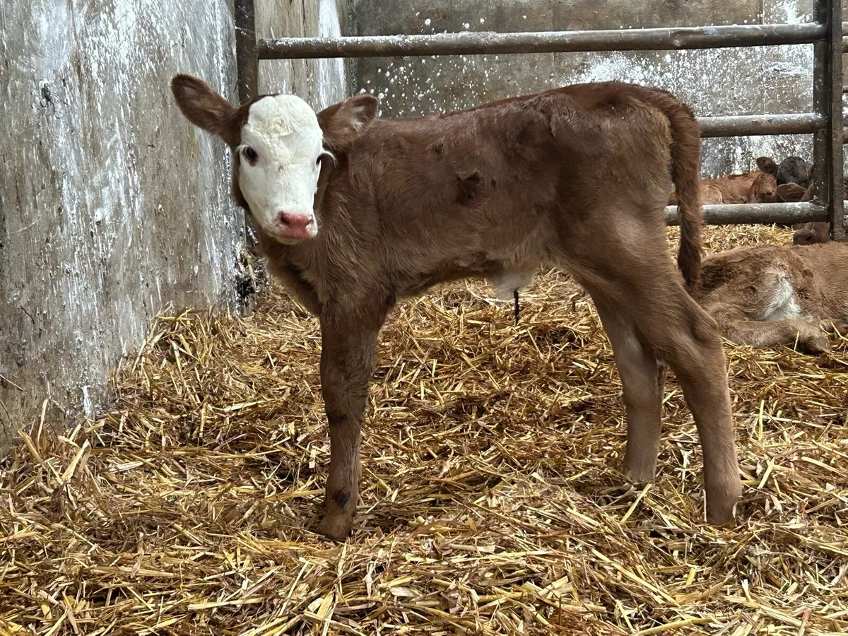 First calved heifer and heifer calf - Image 4