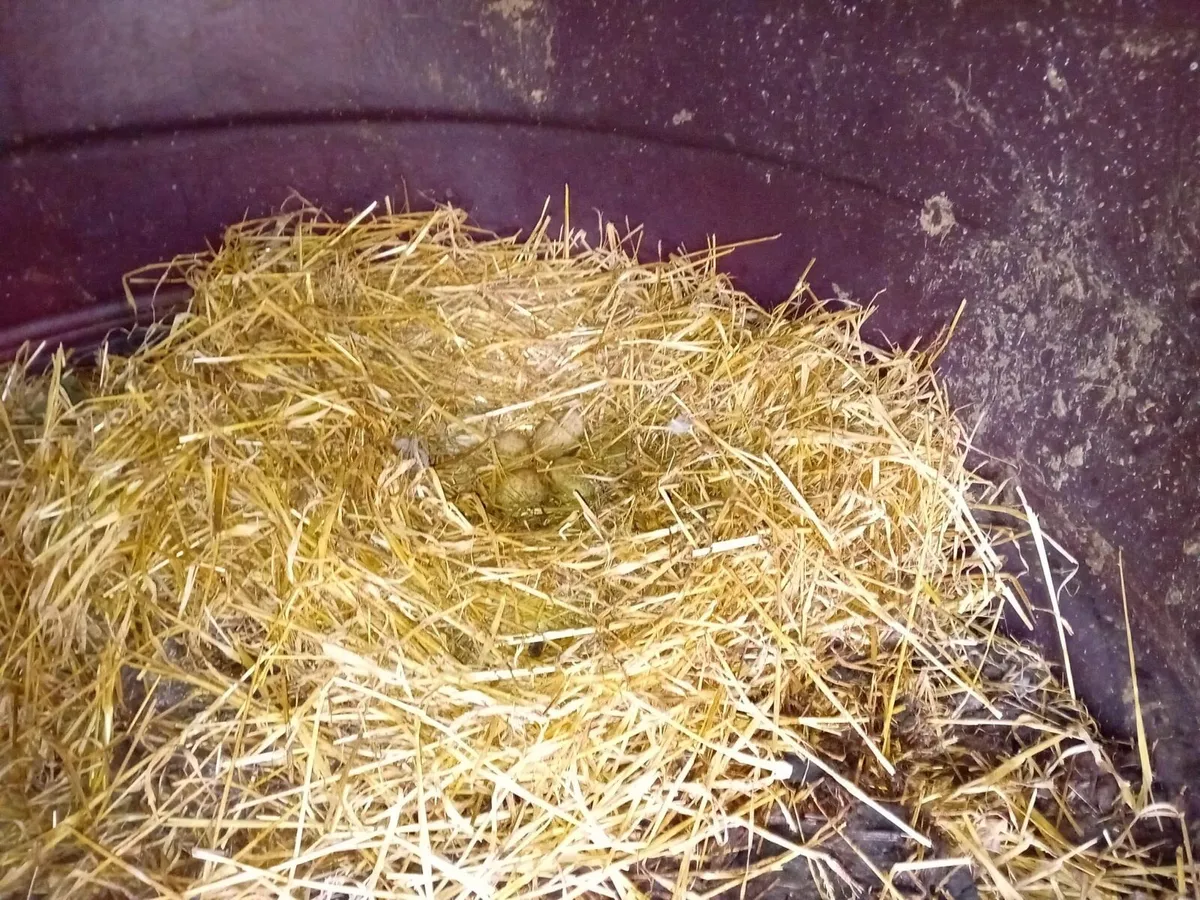 Geese (1 Gander 2 Geese) + Fertile Eggs & Houses - Image 3