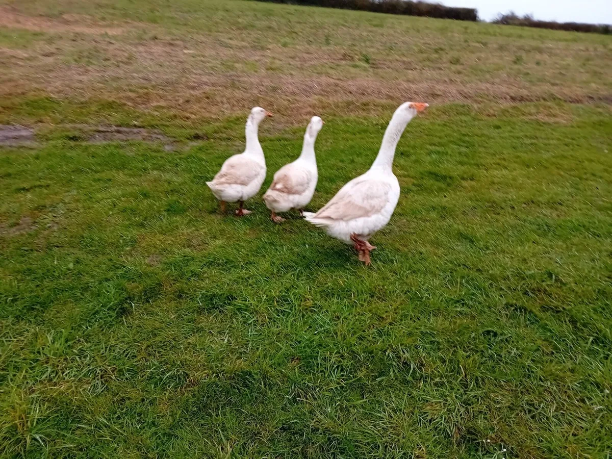 Geese (1 Gander 2 Geese) + Fertile Eggs & Houses - Image 1