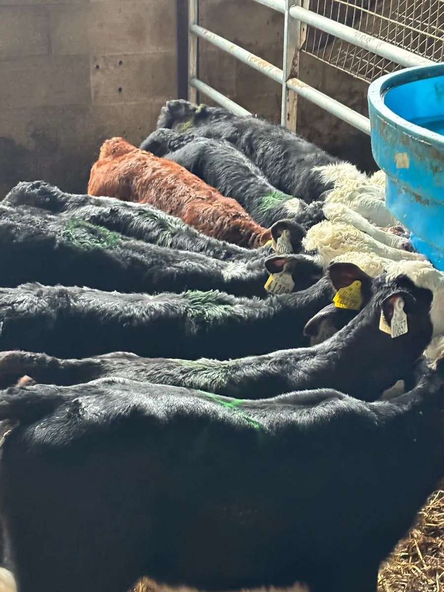 🔥Outstanding Hereford Heifers🔥 - Image 1