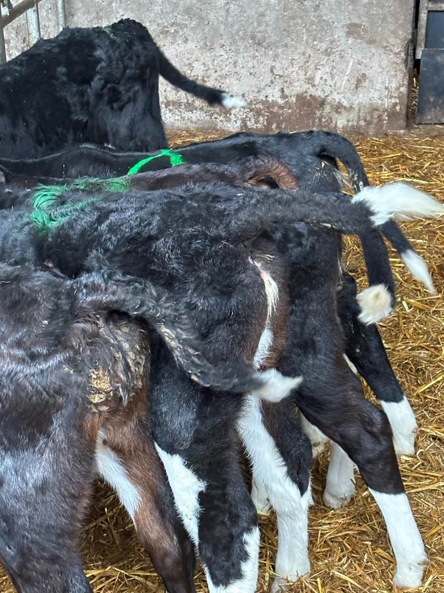 🔥Outstanding Hereford Heifers🔥 - Image 4