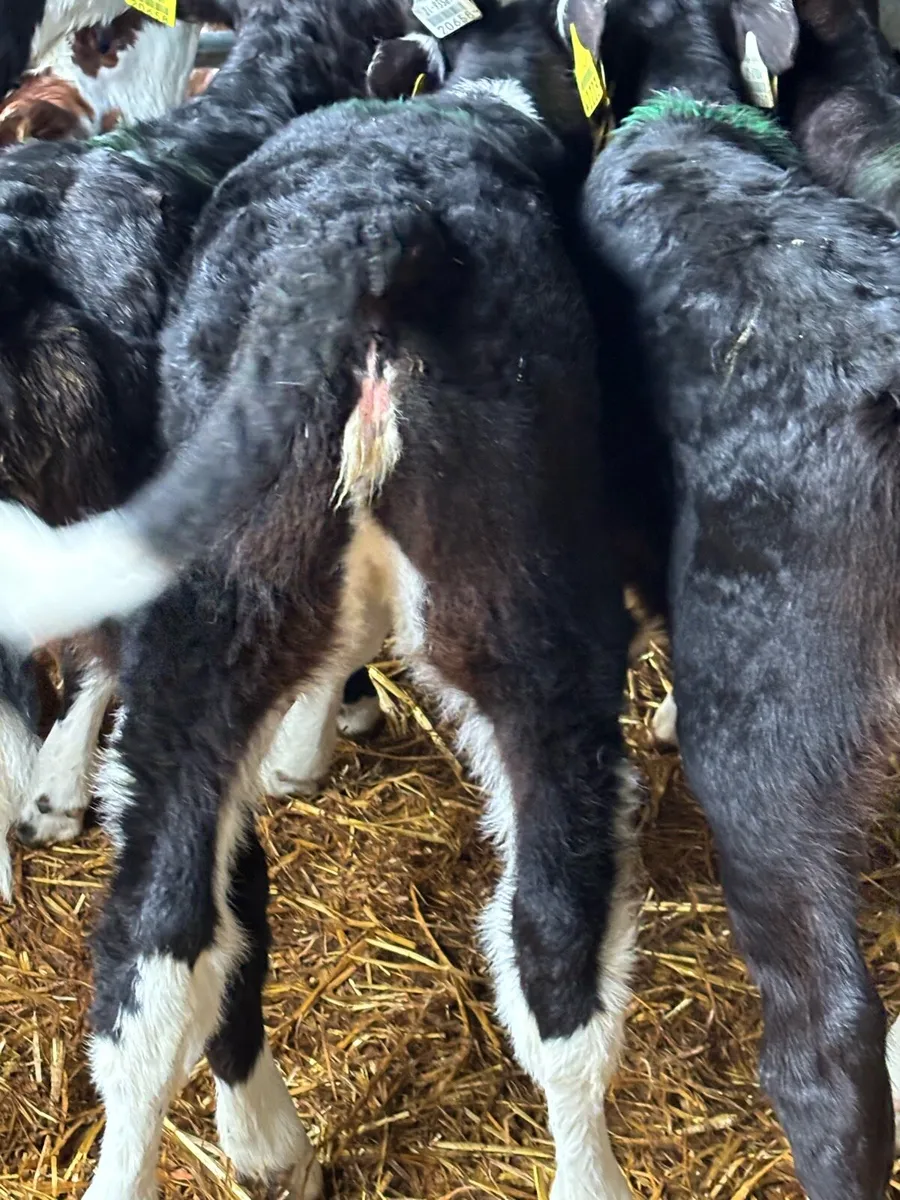 🔥Outstanding Hereford Heifers🔥 - Image 3