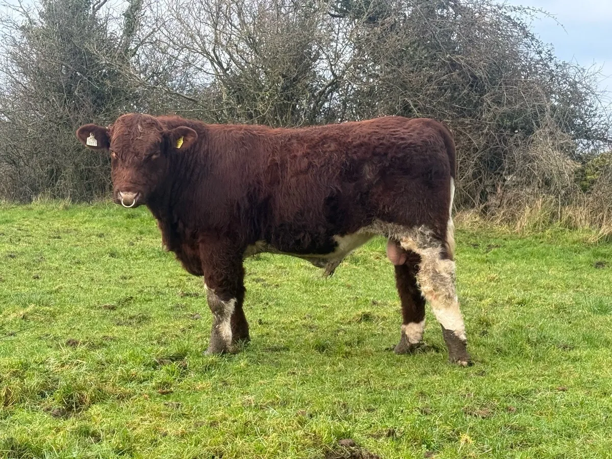 Pbr beef shorthorn bull - Image 1