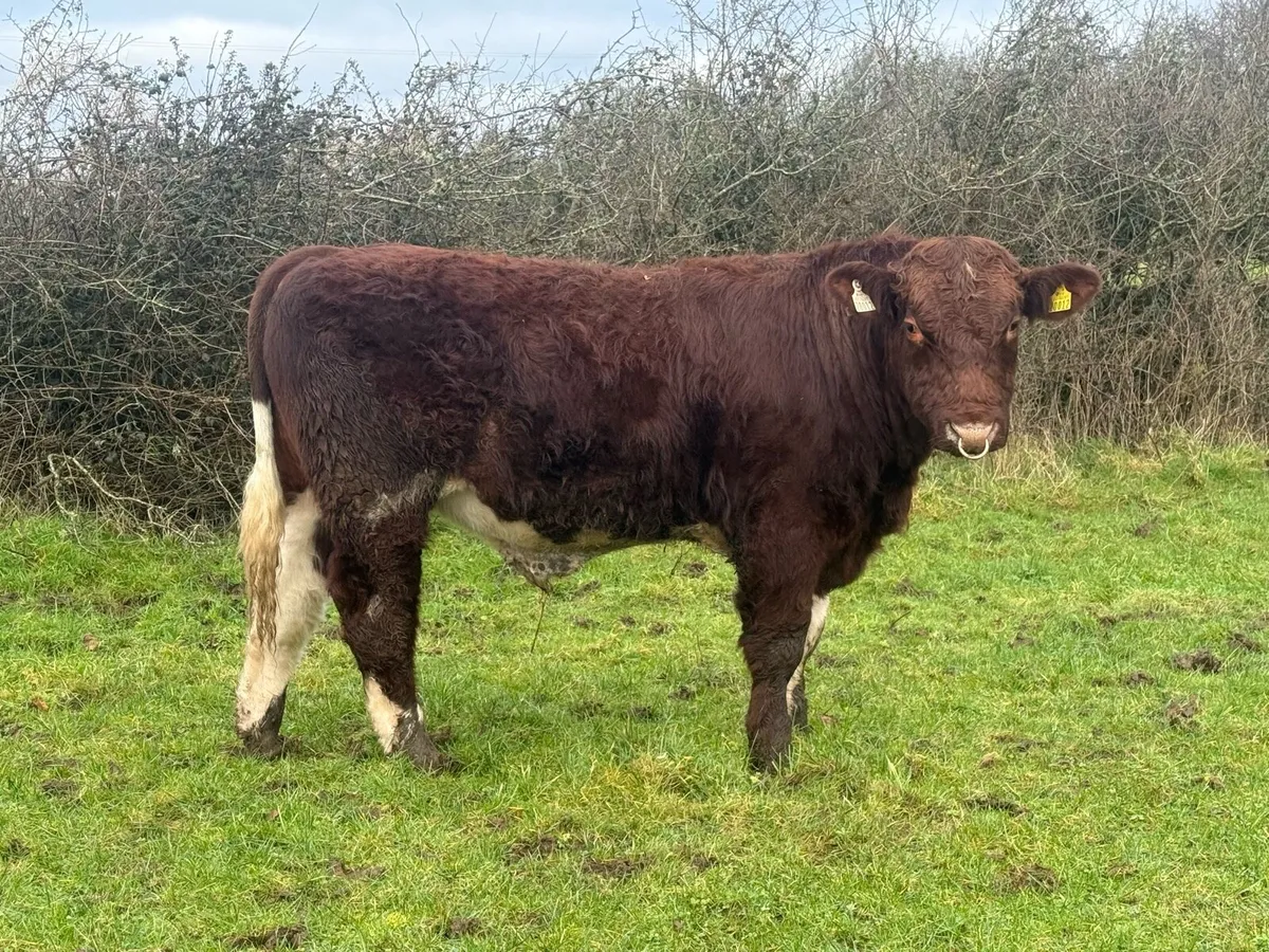 Pbr beef shorthorn bull - Image 2