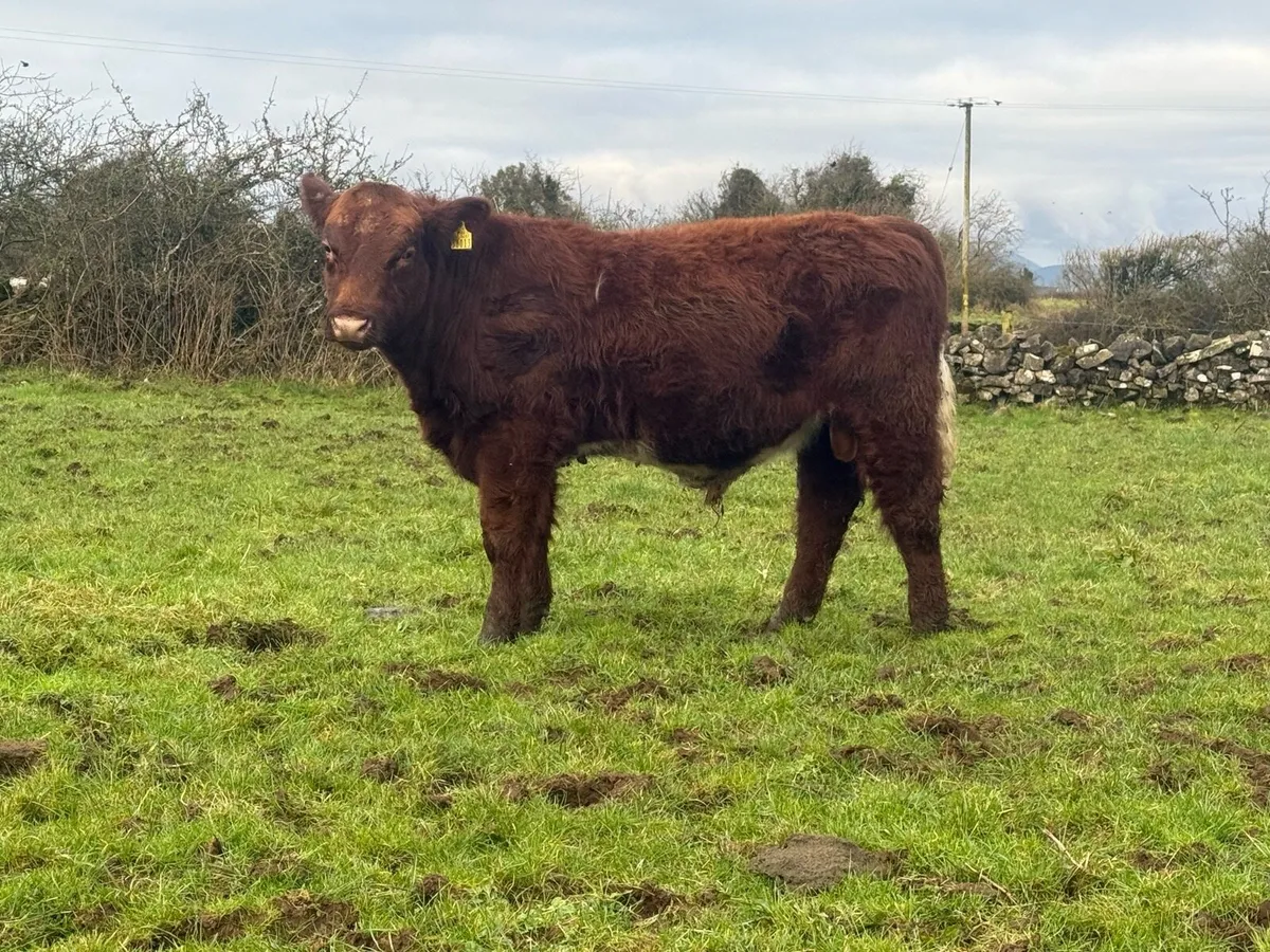 Pbr beef shorthorn bull - Image 3