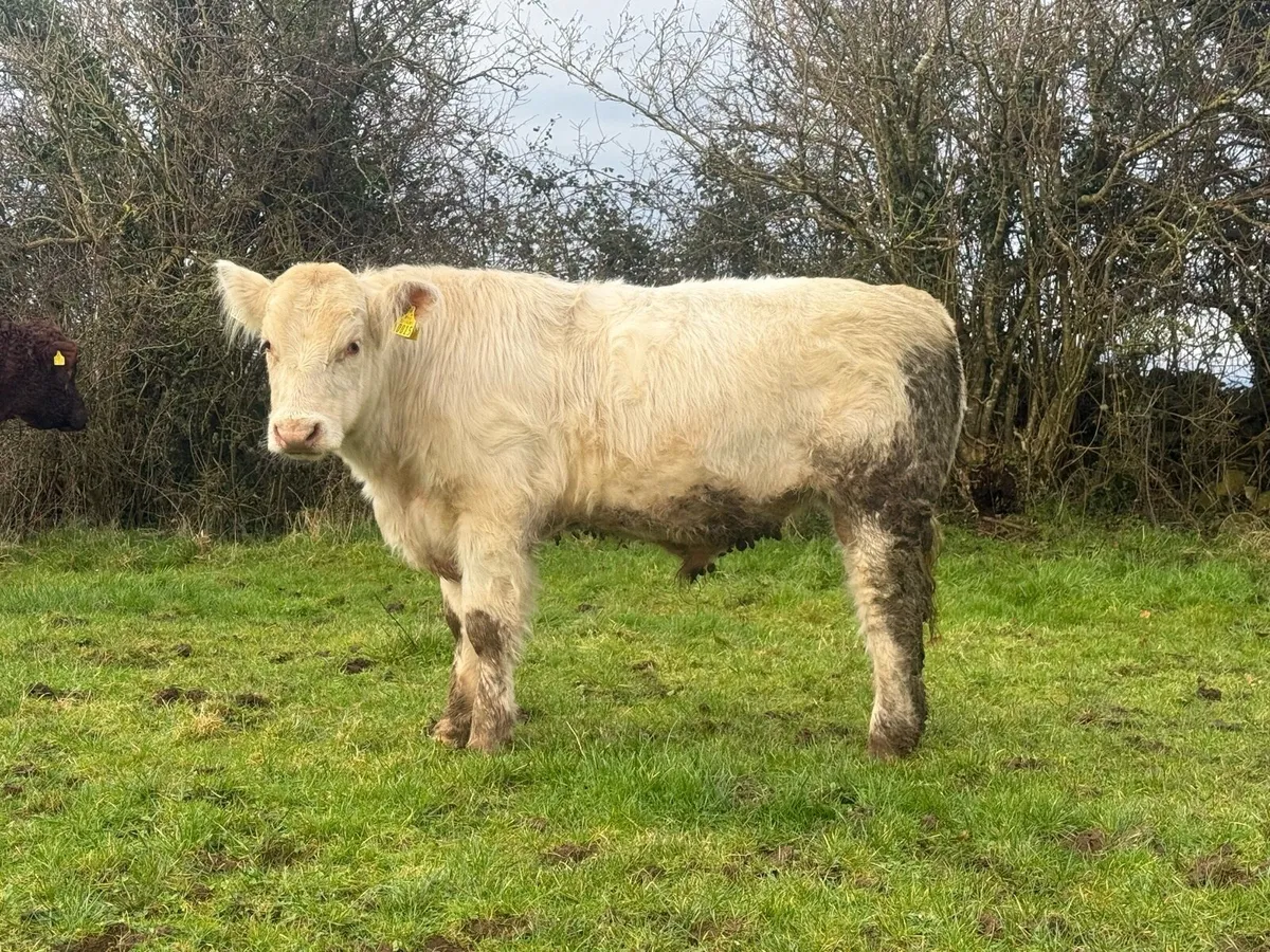 Pbr beef shorthorn bull - Image 4