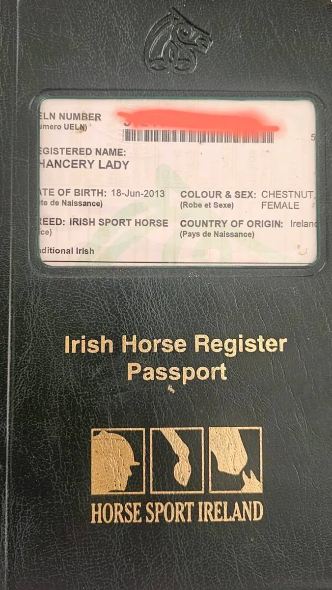 Irish Sport Horse Mare - Image 3