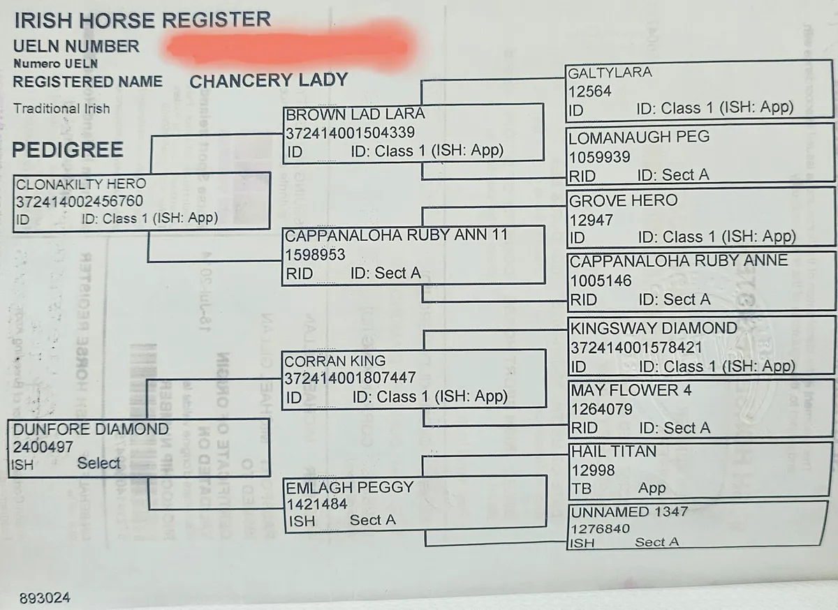 Irish Sport Horse Mare - Image 4