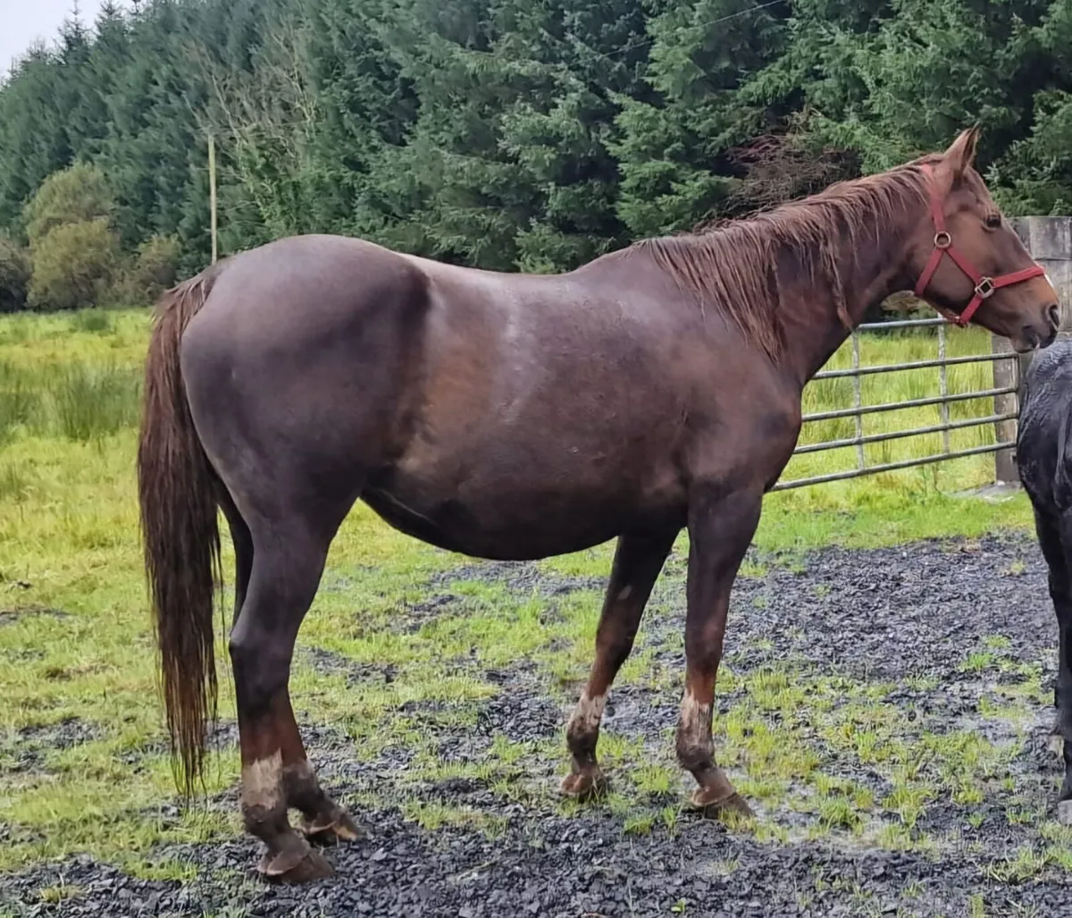 Irish Sport Horse Mare - Image 1