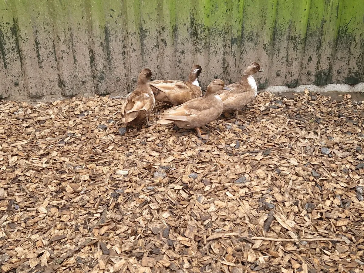 Call duck Hatching Eggs - Image 2