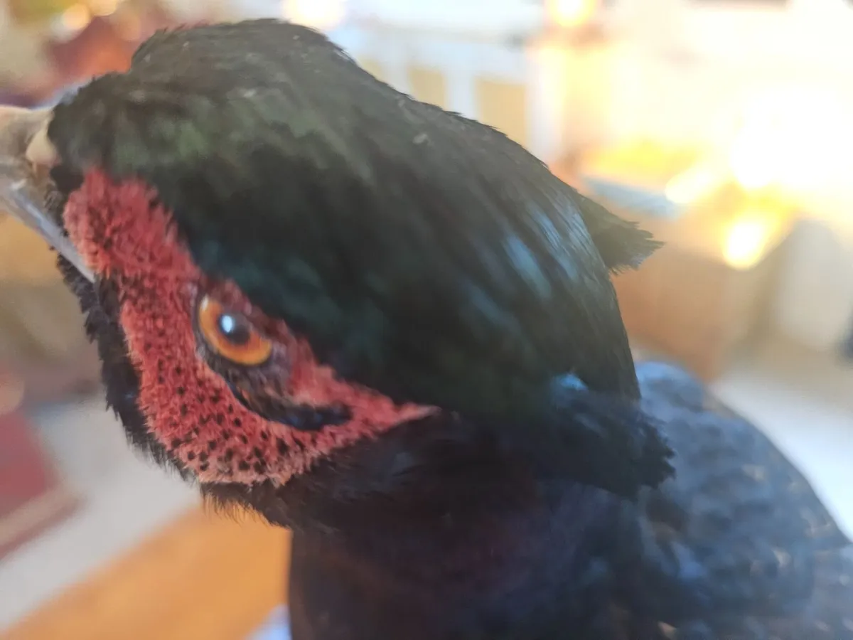 Pheasant Taxidermy - Image 2