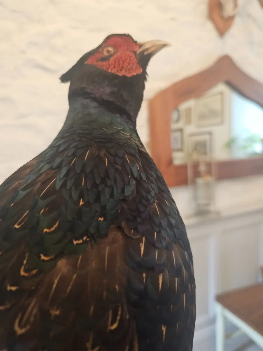 Pheasant Taxidermy - Image 3