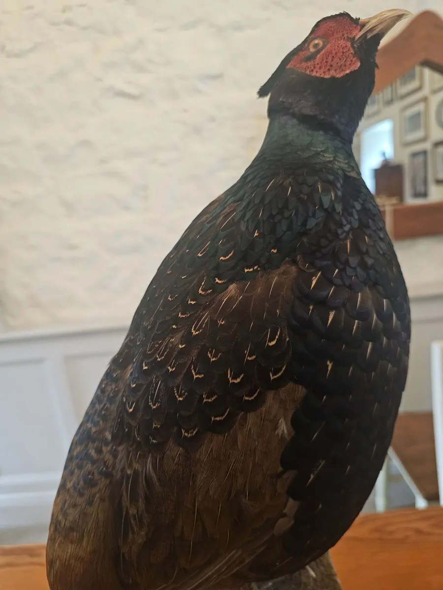 Pheasant Taxidermy - Image 1