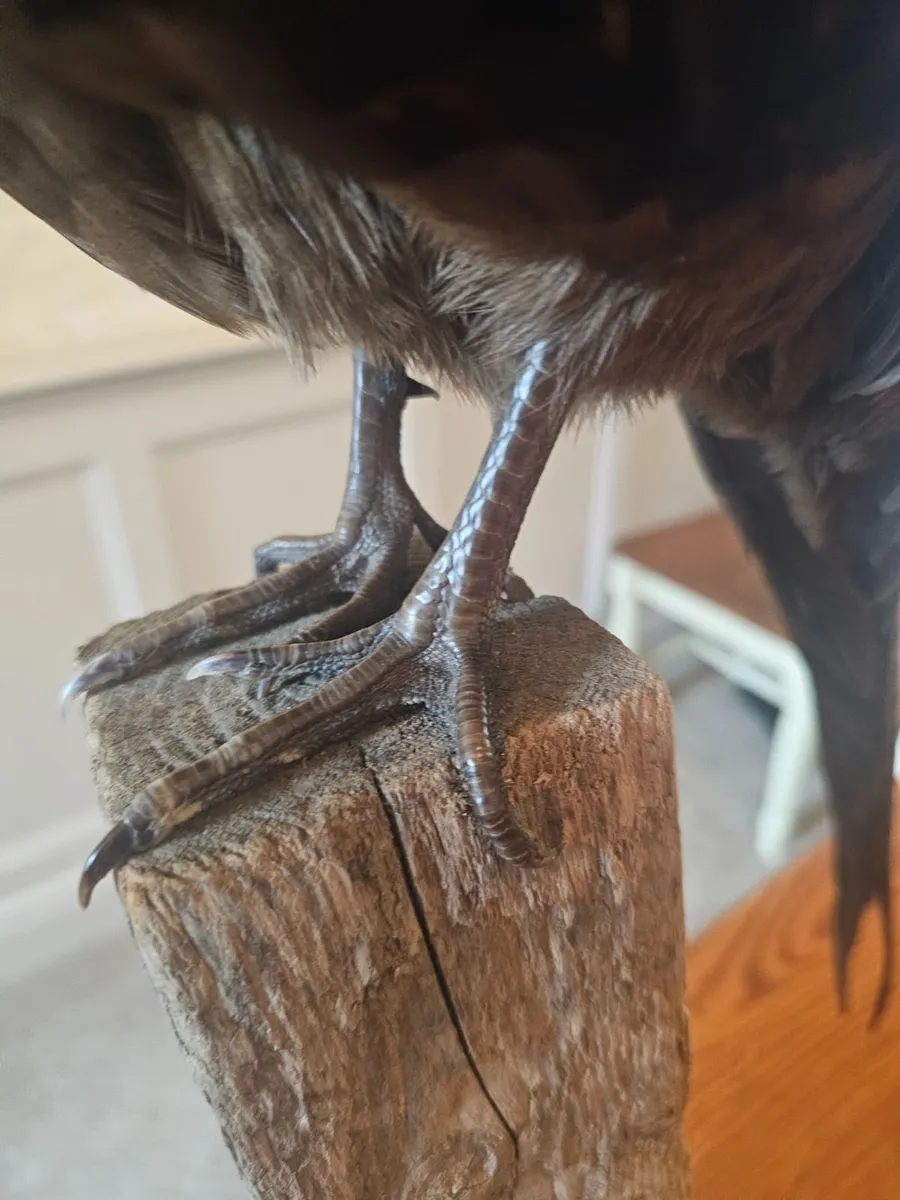 Pheasant Taxidermy - Image 4