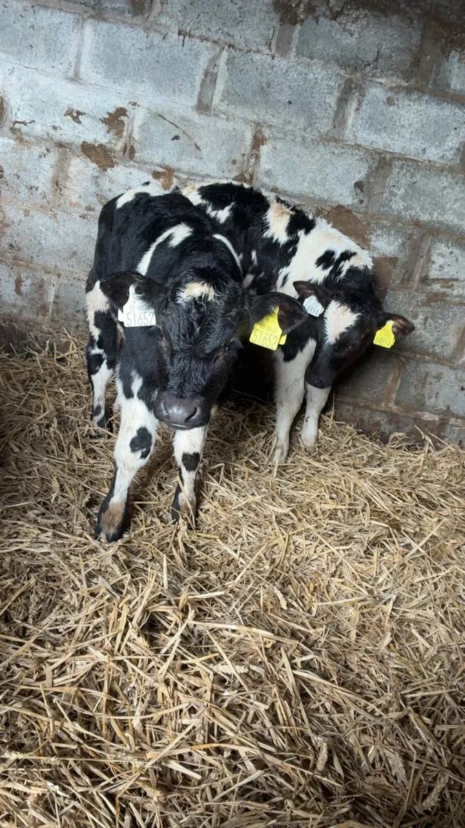 4 super Belgian blue calves - Image 1