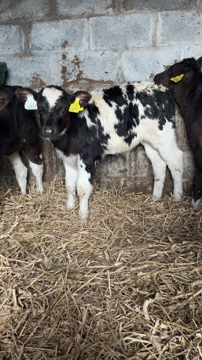 4 super Belgian blue calves - Image 3