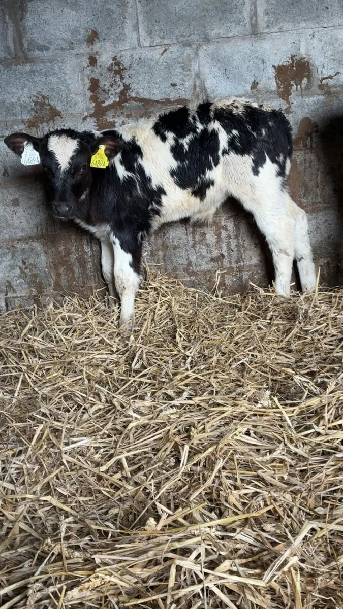 4 super Belgian blue calves - Image 2
