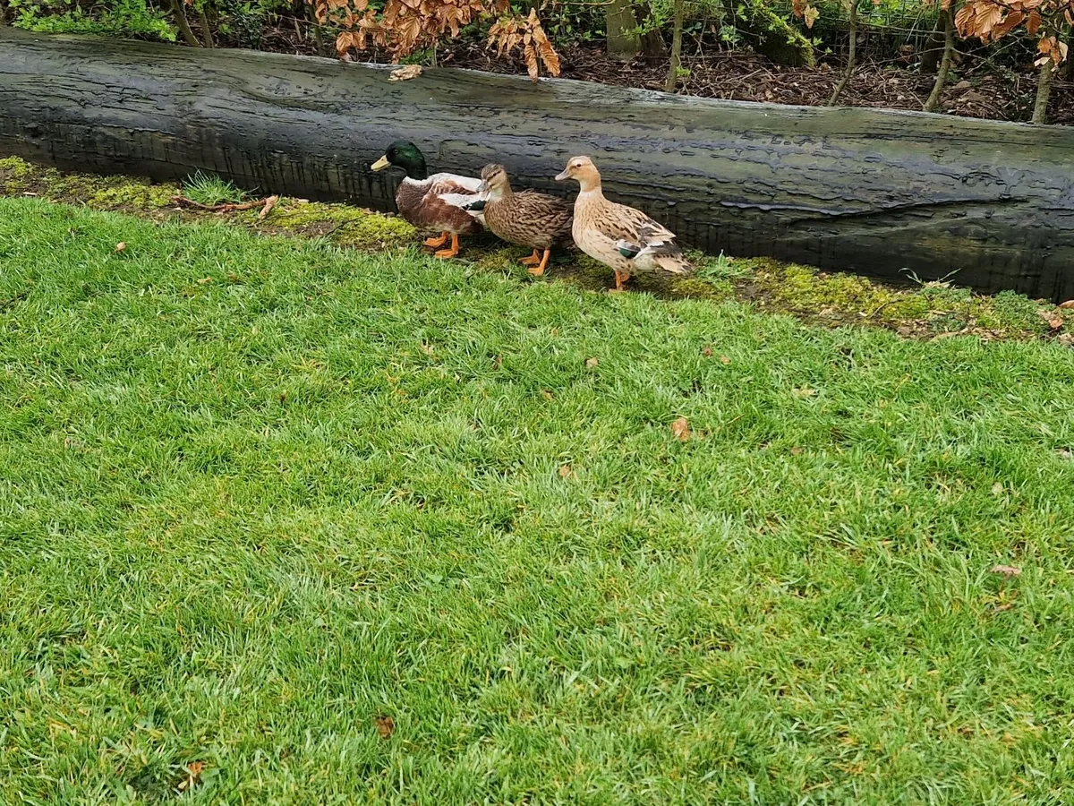 Call duck Hatching Eggs - Image 4