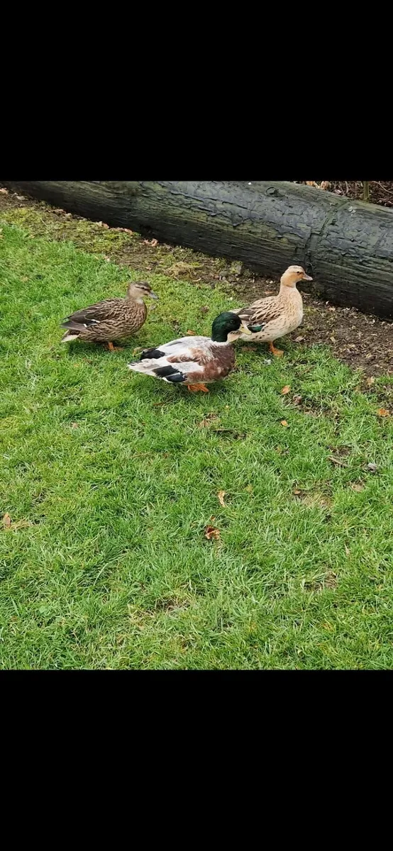 Call duck Hatching Eggs - Image 1