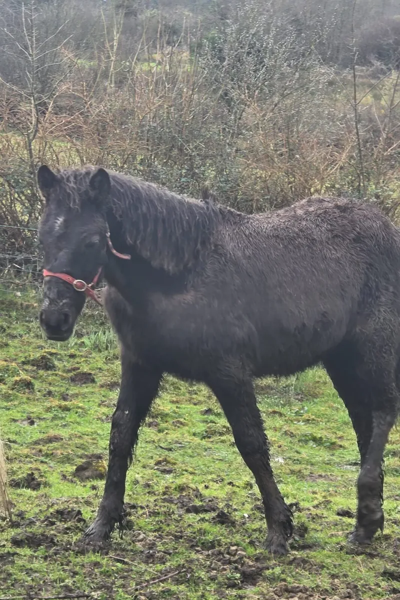 Grey Connemara Colt - Image 1