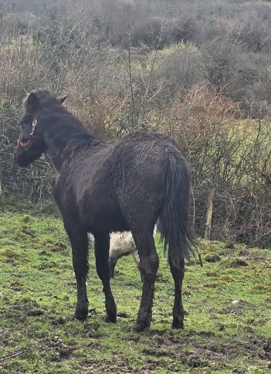 Grey Connemara Colt - Image 2