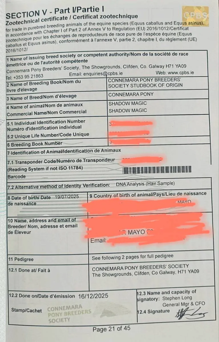 Grey Connemara Colt - Image 4