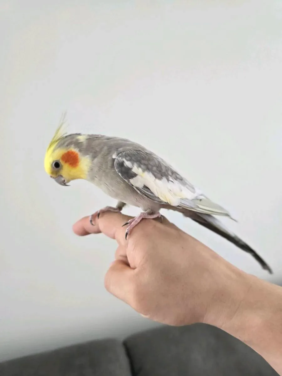 Cocktail bird - Image 1