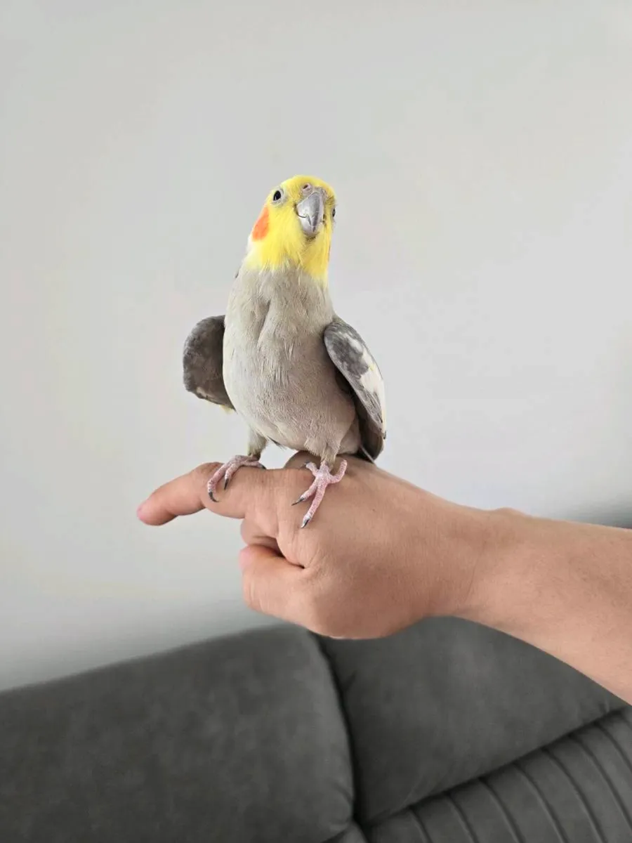 Cocktail bird - Image 2