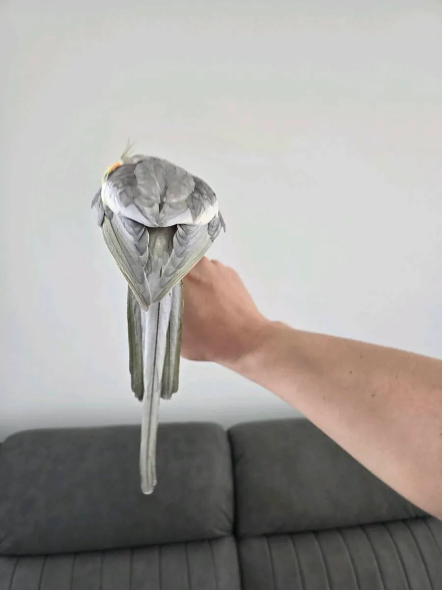 Cocktail bird - Image 3