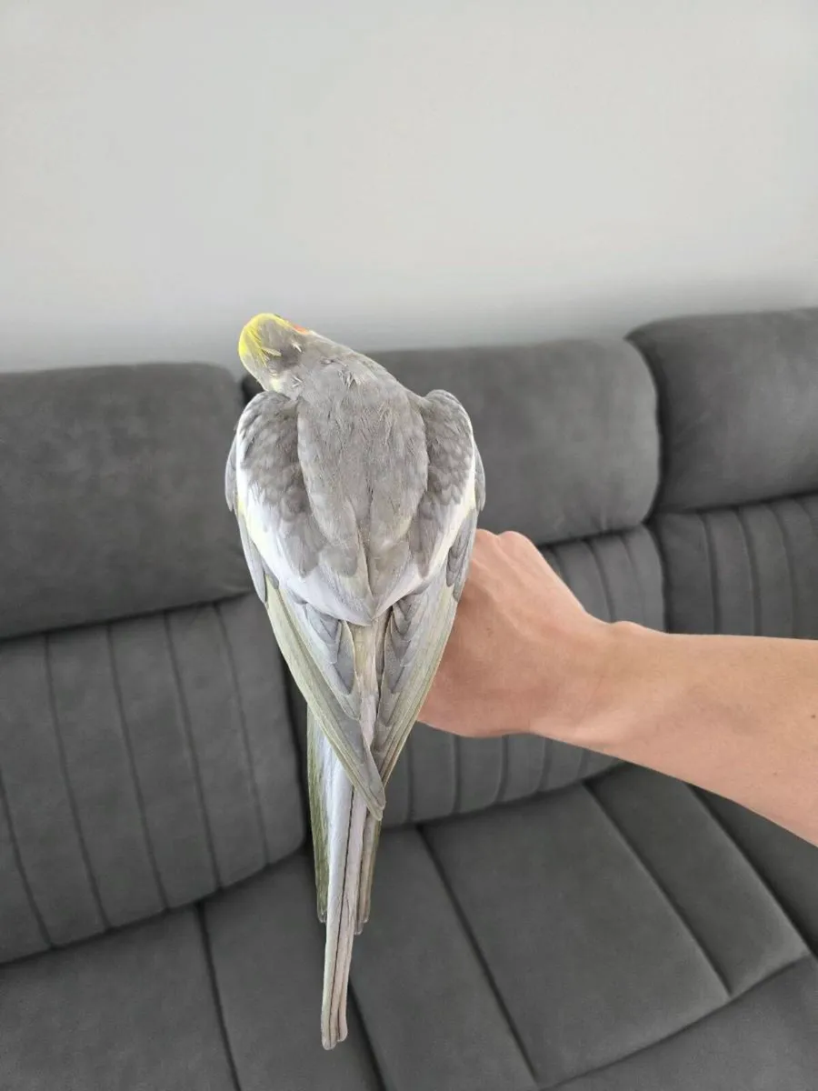 Cocktail bird - Image 4