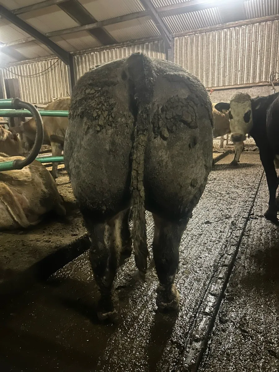 Belgian blue bull - Image 1